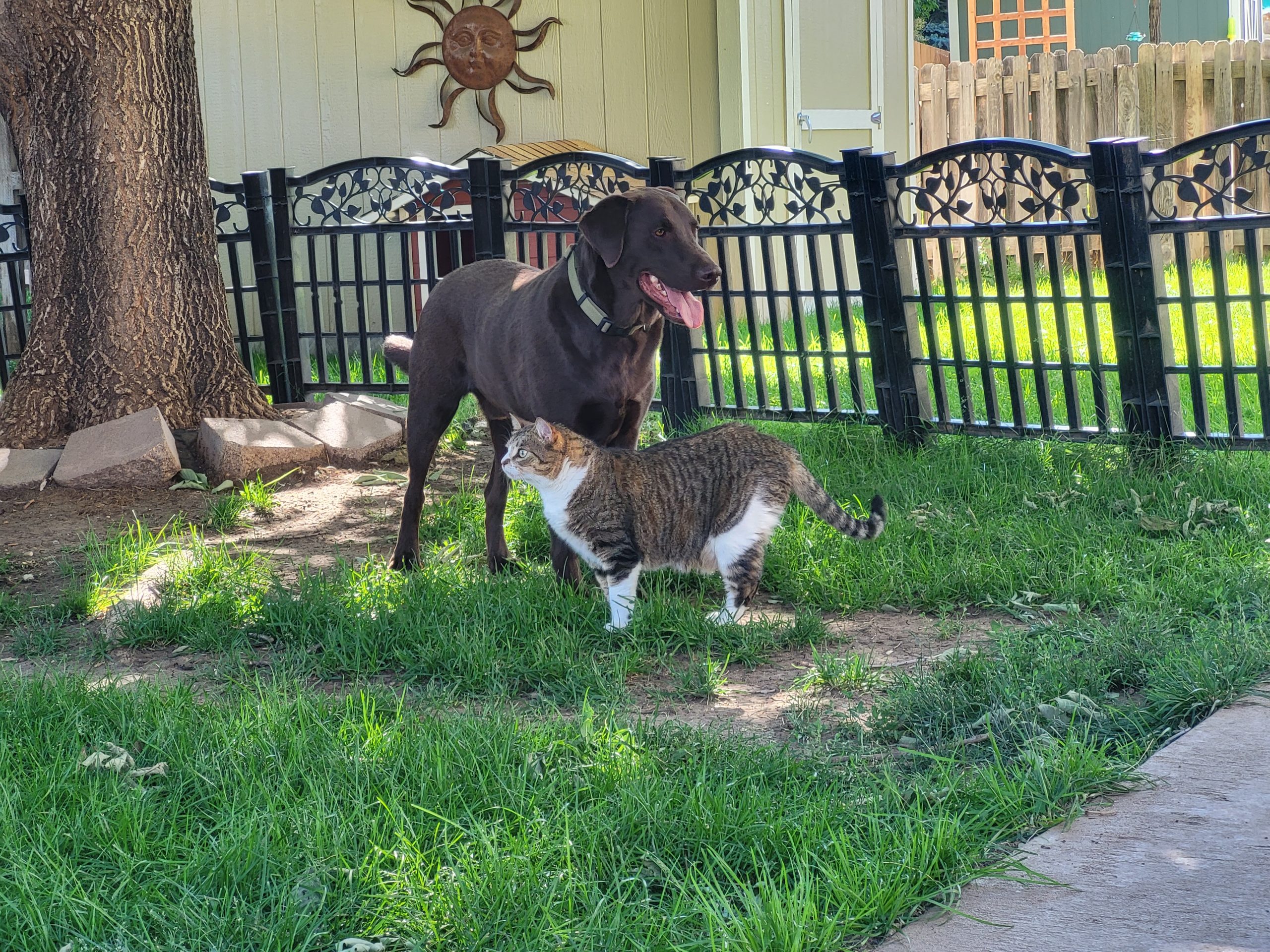 Around the house, June 2022