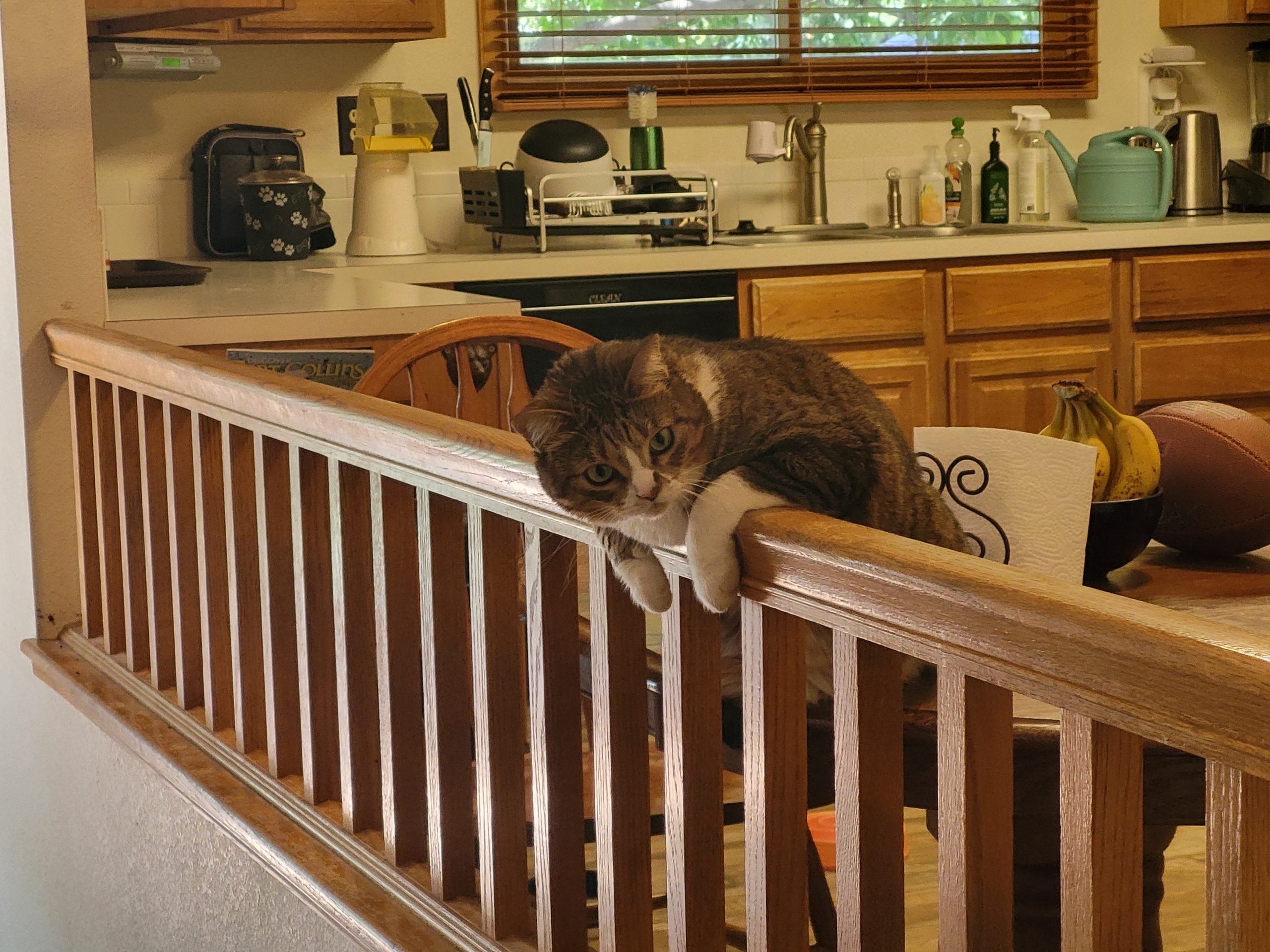 Cricket, August 2022