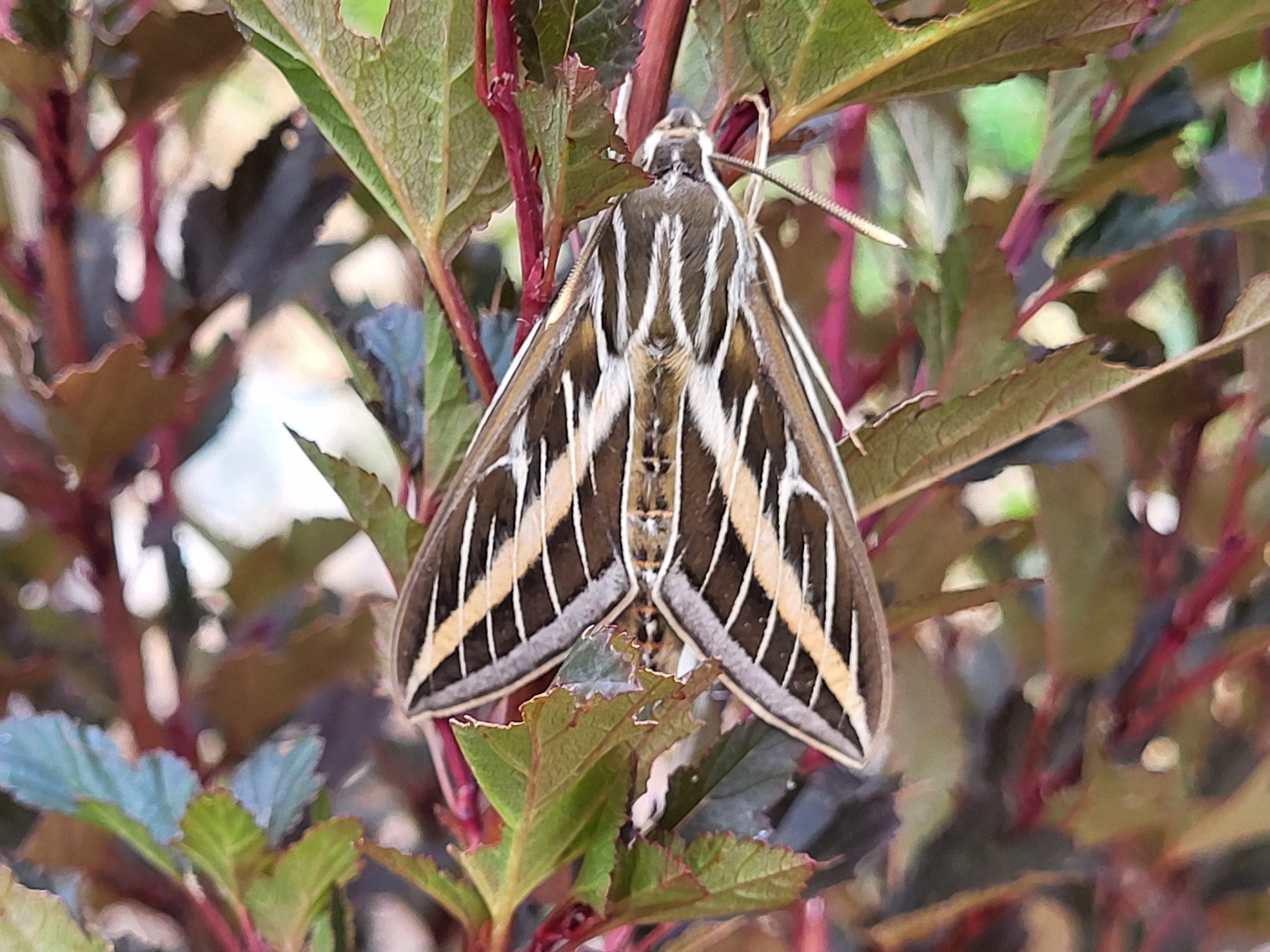 Cool moth, October 2022