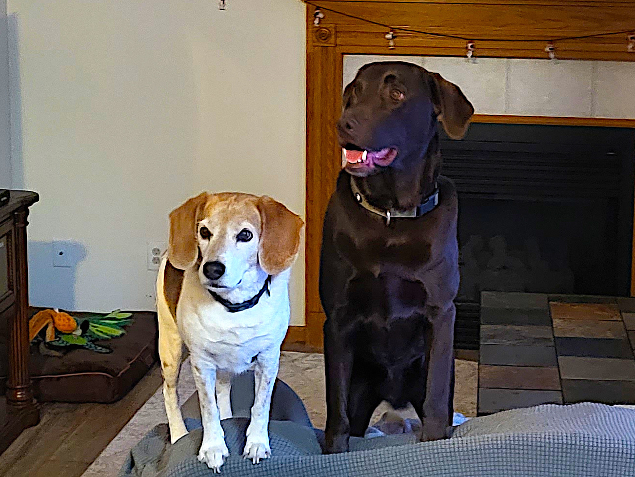 Bugs and Charlie, December 2022