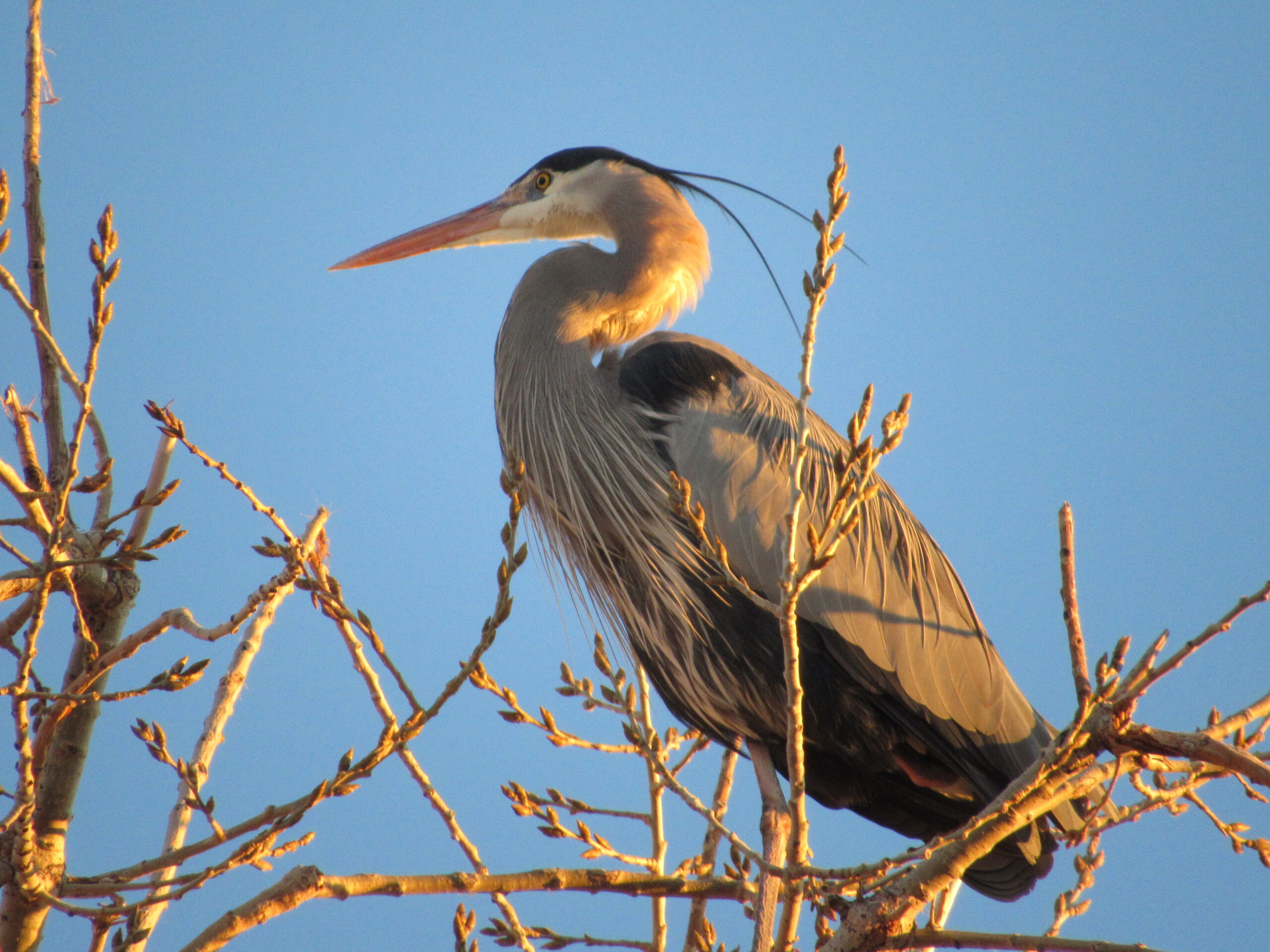 Bird watching, February 2025